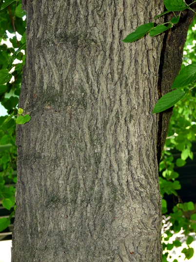 {Morus alba}